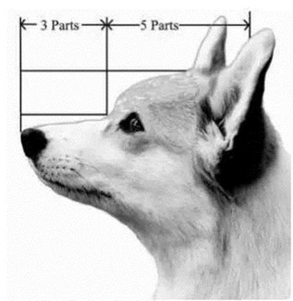 柯基品种判断好不好,柯基水很深