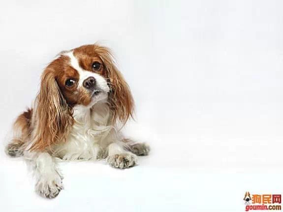 狗狗大全,送给喜欢狗的人）