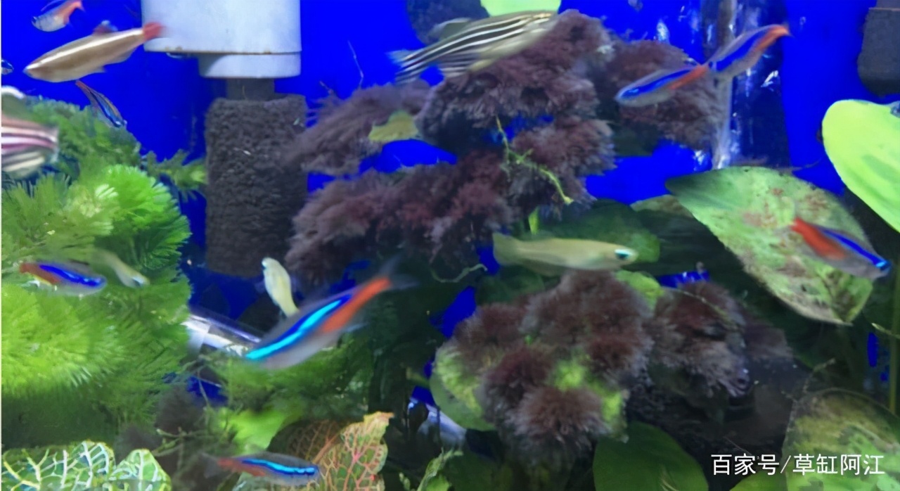 草缸水霉处理最佳方法,野生水藻怎样处理才能入缸