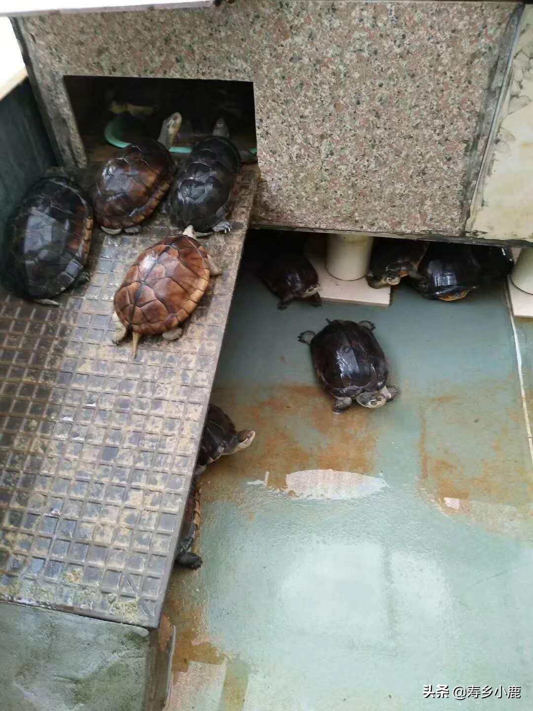 黄喉拟水龟苗子怎么养,黄喉拟水龟应该怎么放生