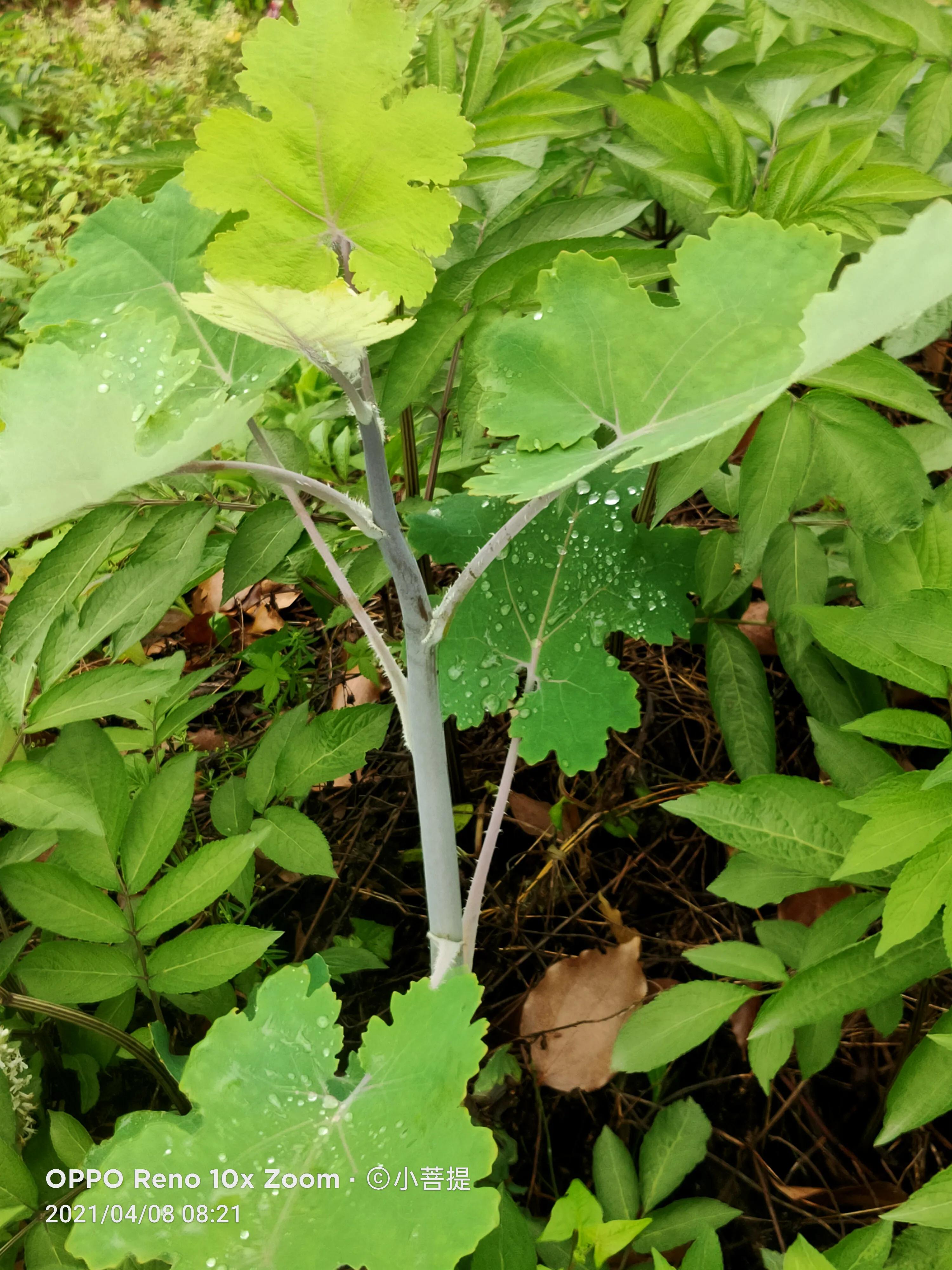 这种在草本里显得特别高大美丽的植物是罂栗的亲戚