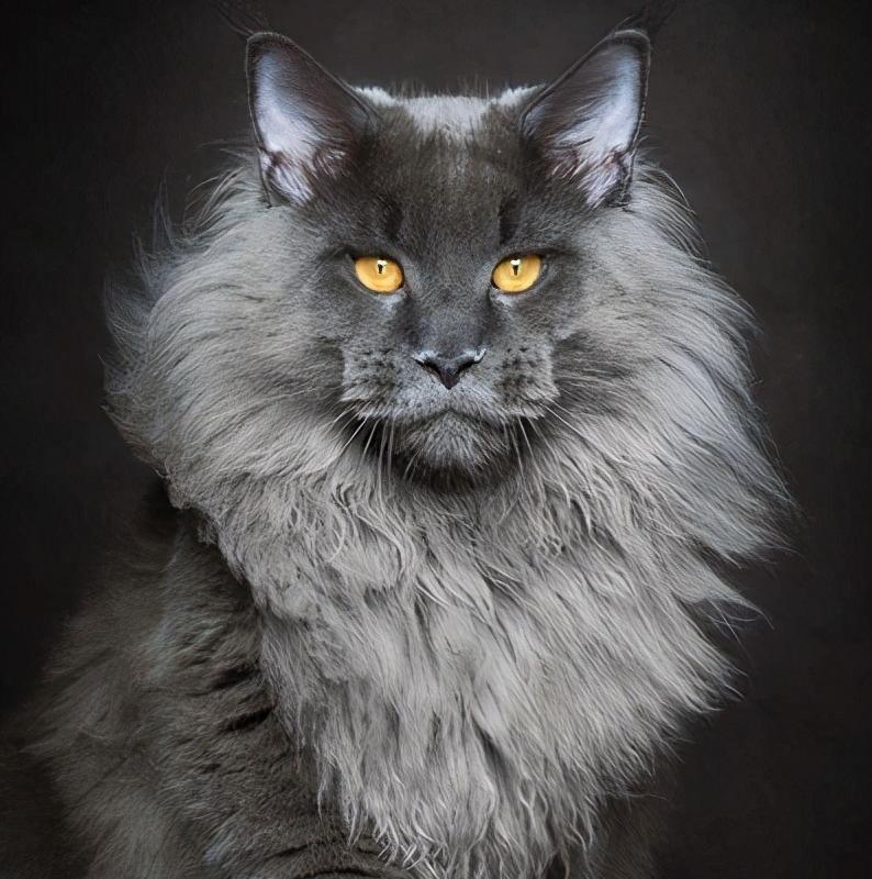 温柔的缅因猫巨人,神仙颜值般的猫咪缅因猫