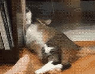 猫咪能闻到主人身上独特的味道吗,猫咪能闻到主人嘴巴里的味道吗