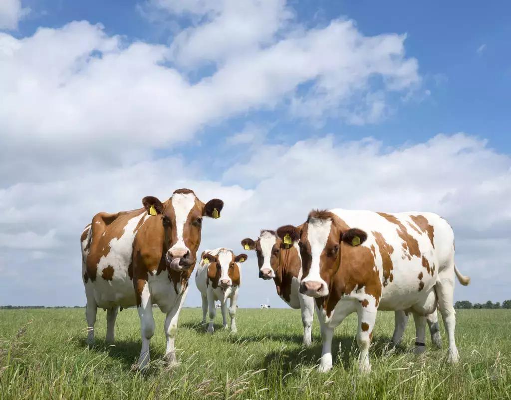 这个国家是“欧洲菜篮子”，芝士堪称镇国之宝