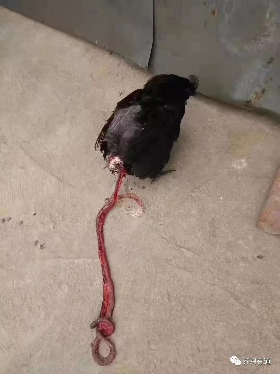 鸡啄鸡屎怎么办,鸡的啄肛癖怎么治