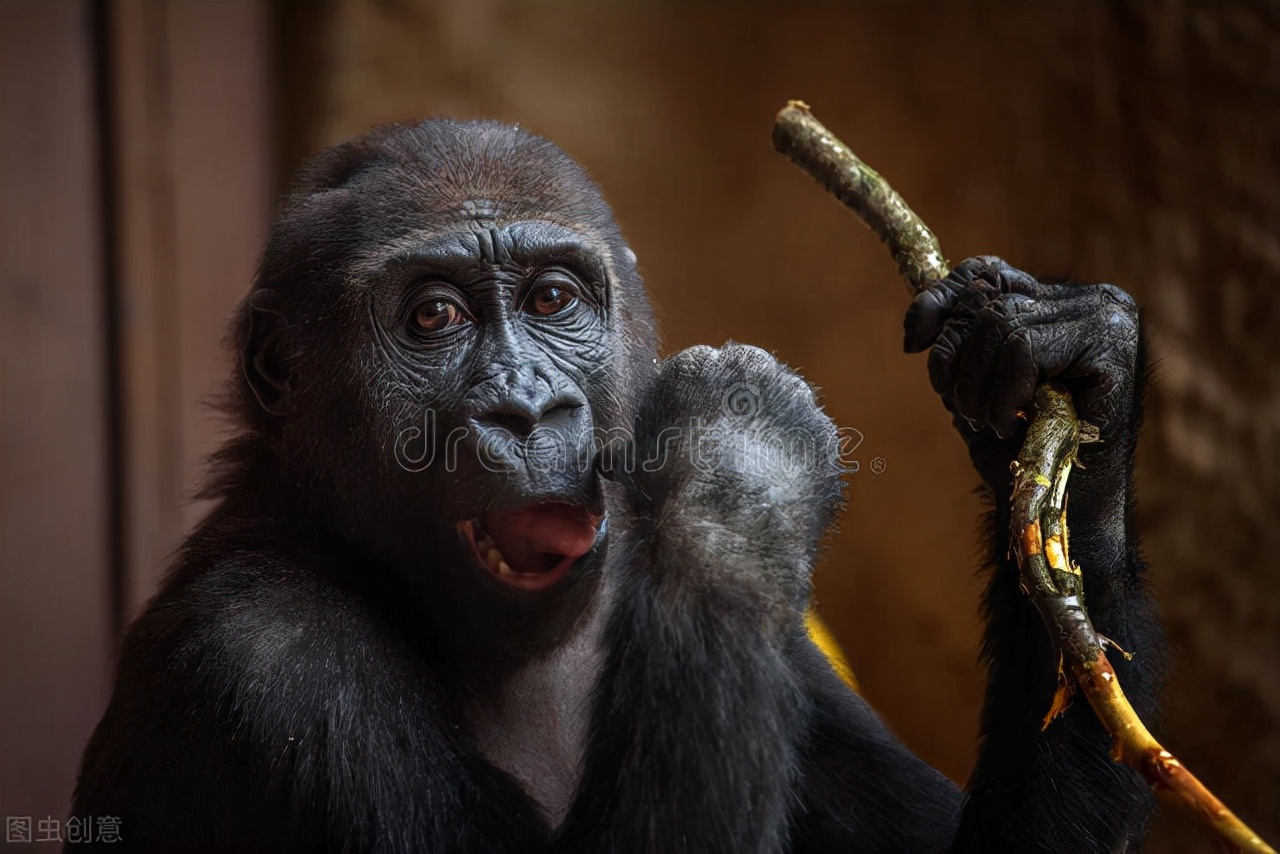 为何脱毛？114万年前人类褪去毛发，留下腋窝、阴毛究竟有啥用？