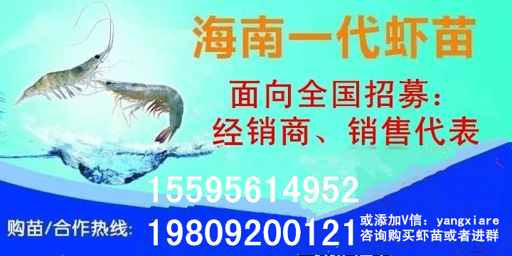 这里，运用新科技与大数据养虾，可控性强，效益高！