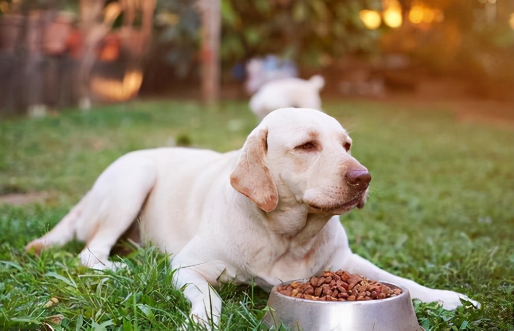 养狗好物分享一款平价天然狗粮,养狗必看5款热门国产狗粮