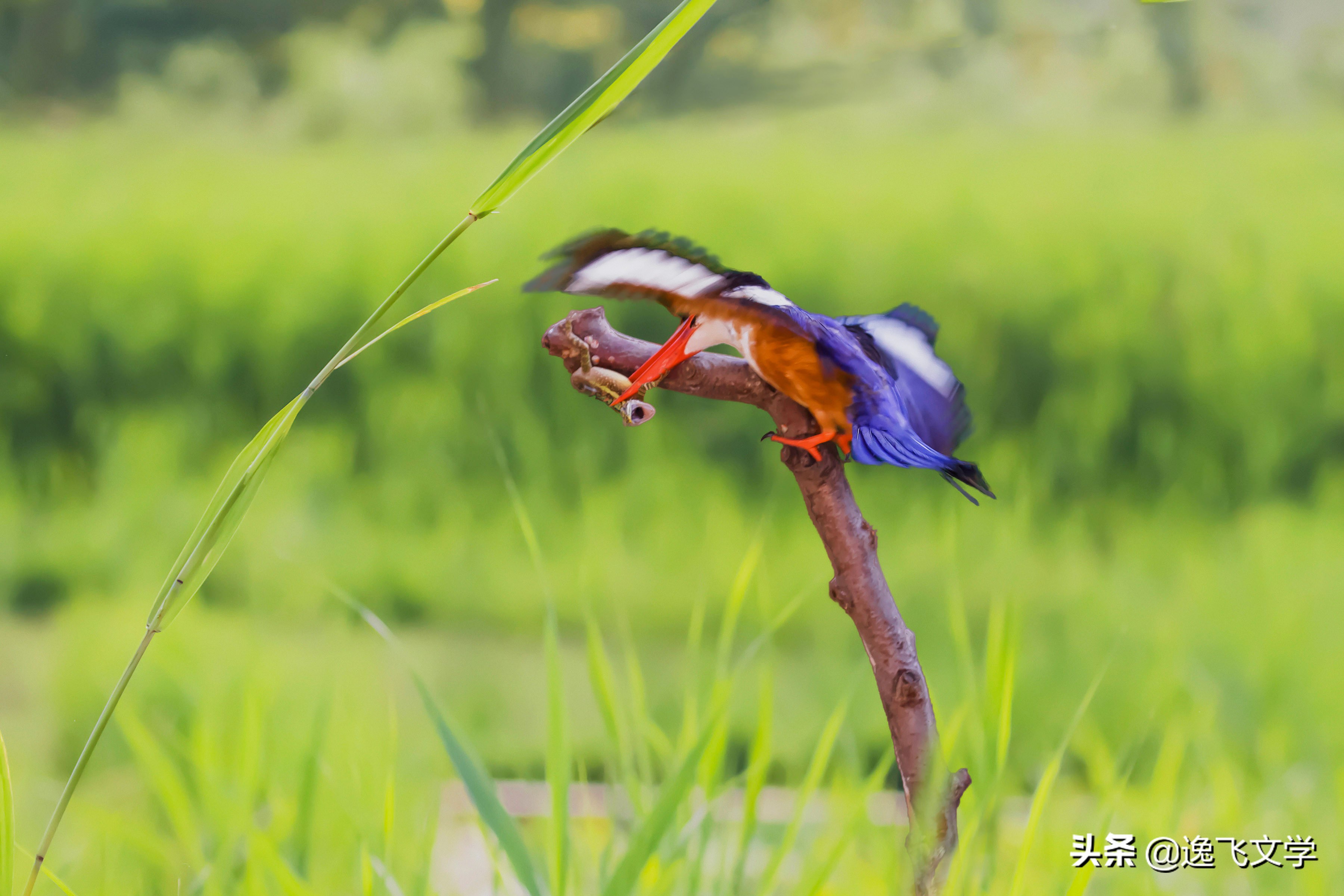 摄影纪实战争,摄影现代战争