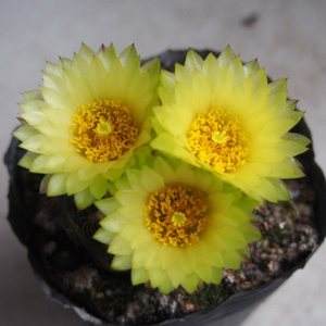 101个仙人球品种,101种仙人球开花图片