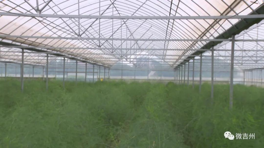 兴桥镇农业,兴桥镇农高区规划图