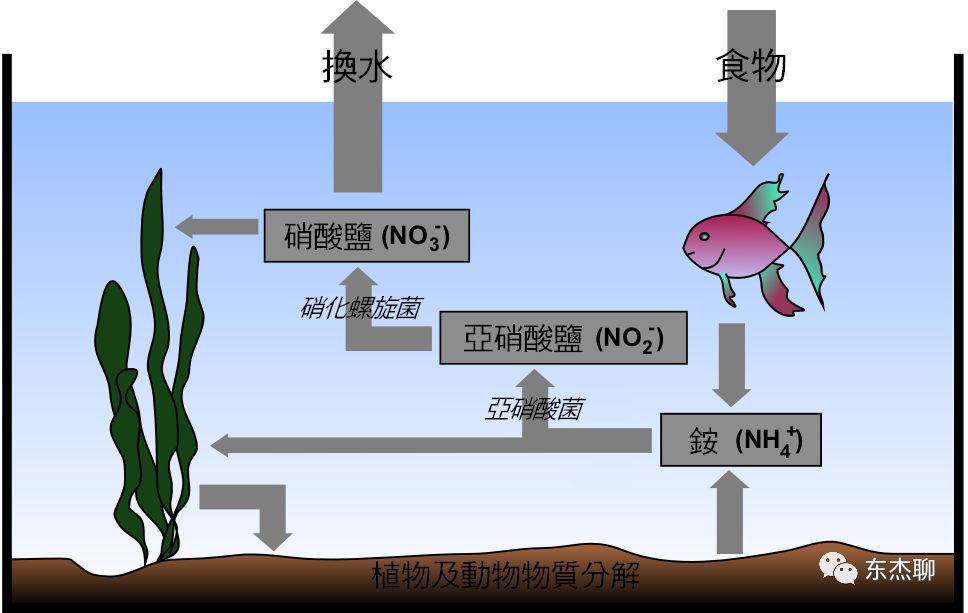 海缸怎么养低等藻最有效,海缸爆藻可以加海藻吗