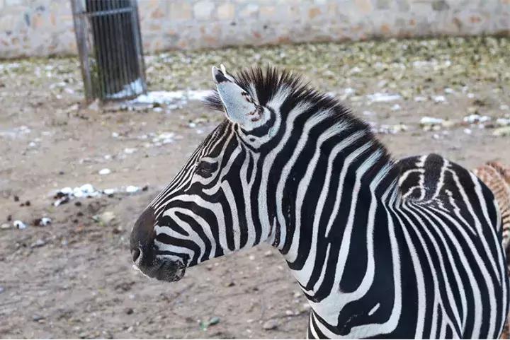 小央美钢笔画视频,极品五大钢笔画简直美爆