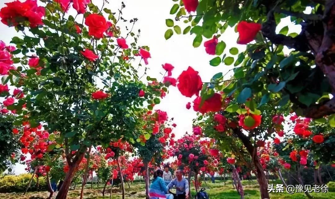 南阳赏花最佳地点,南阳春天赏花的地方有哪些推荐