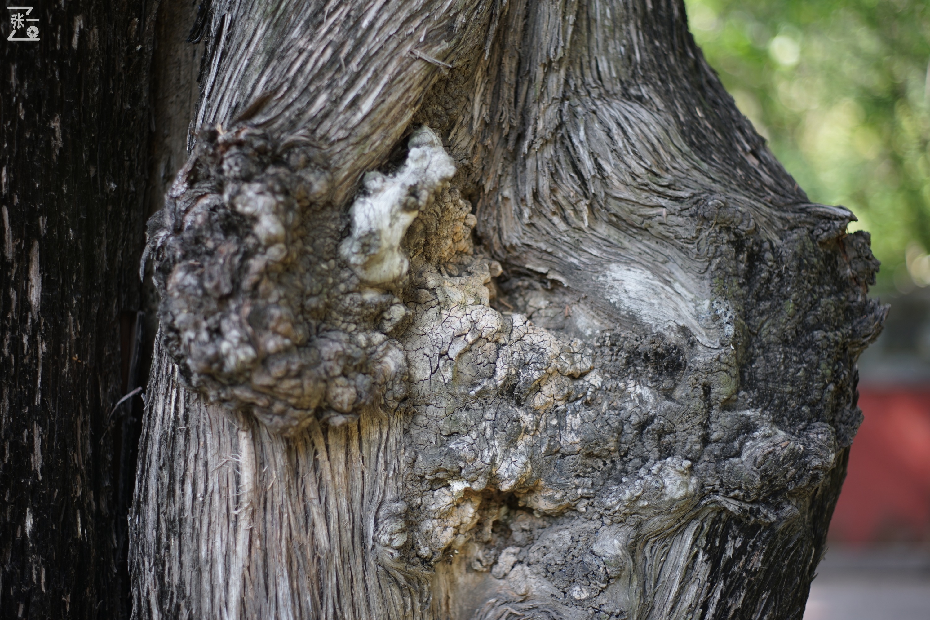 宾得老镜头k系列,老北京镜头