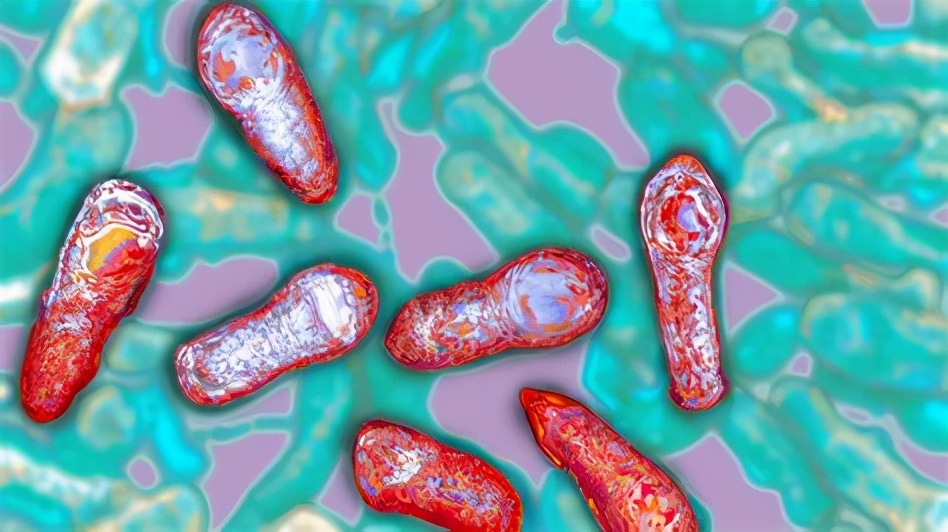 为什么腐肉冻不起来,为什么腐肉煮熟后仍然不能吃