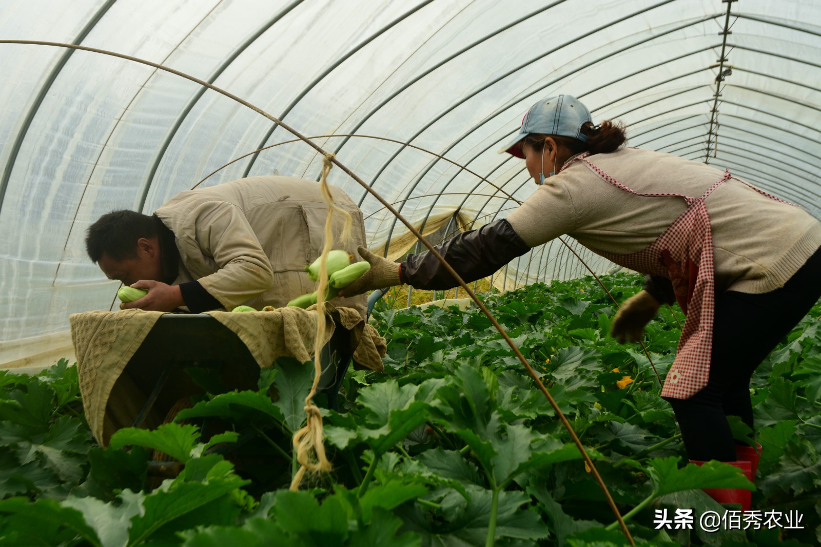 农村经济作物种植的前景,蔬菜种植前景及风险