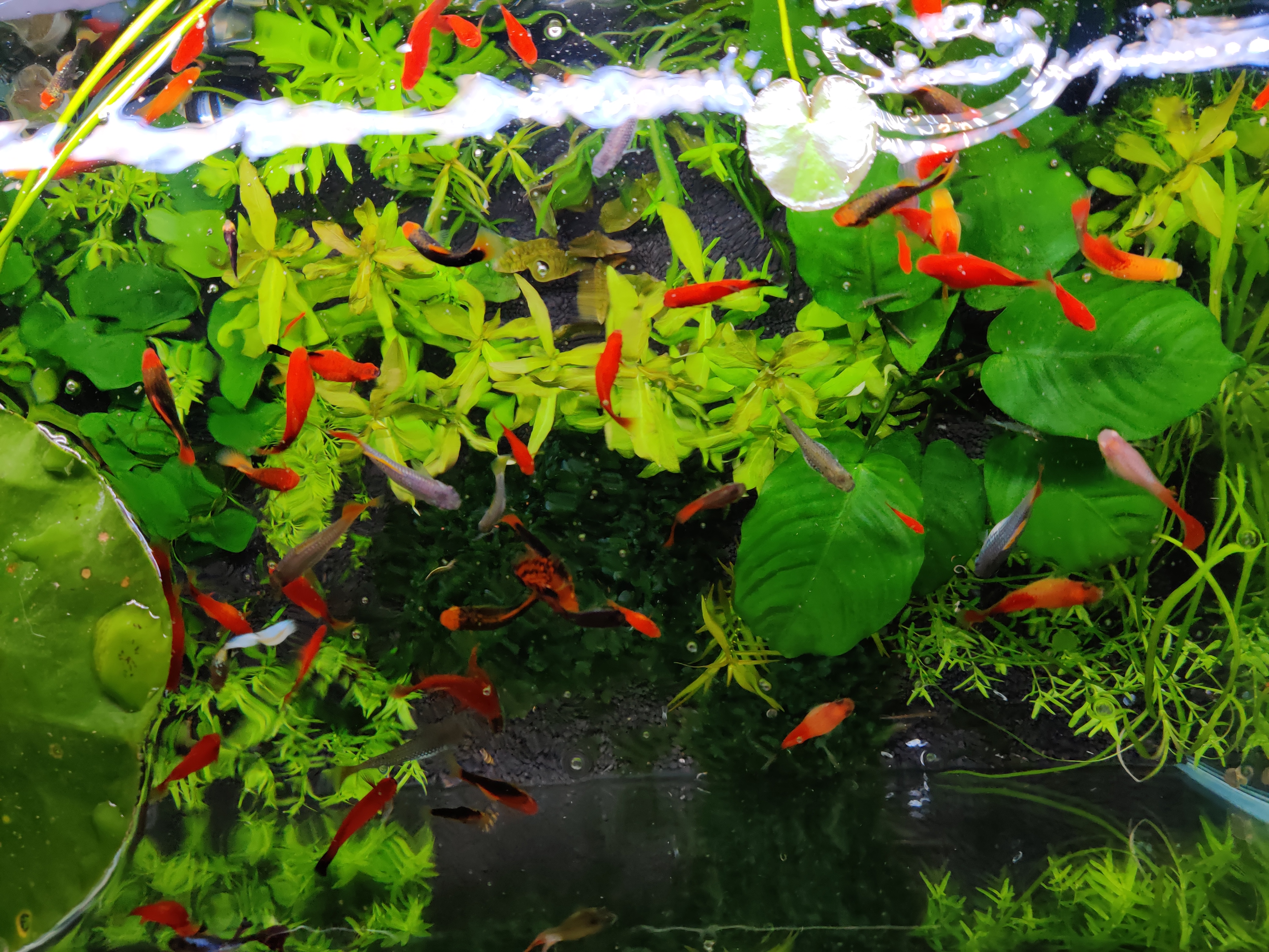 颜色对鱼的吸引力,颜色对锦鲤的影响