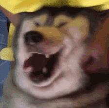 女子被狗咬脸毁容赔偿,女子被狗咬脸毁容律师