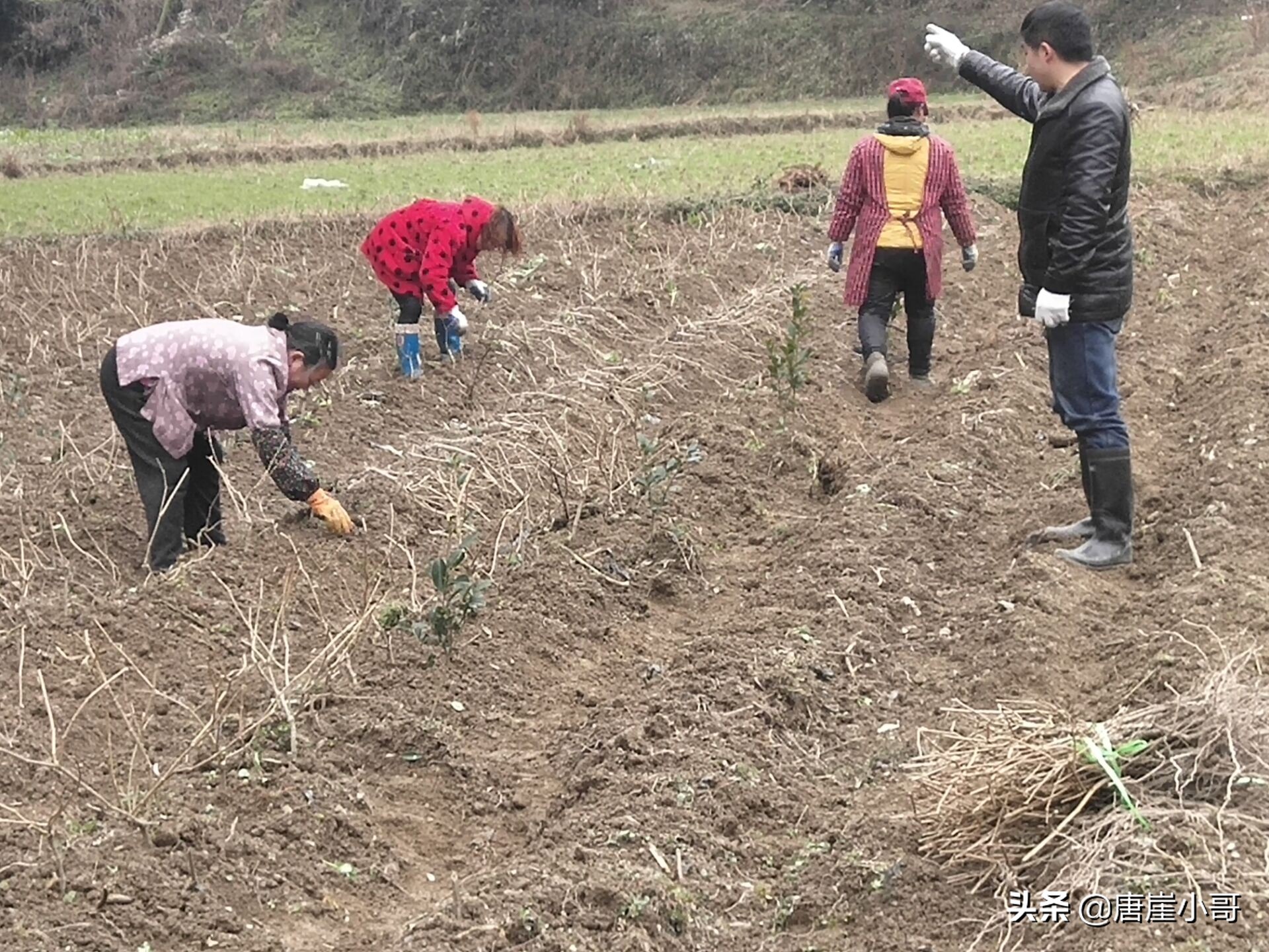 寒冬季节适合什么茶,莫负好春光种茶正当时