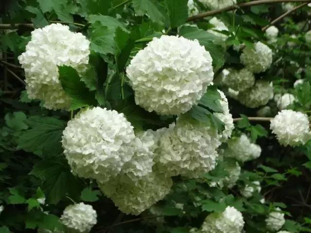 一次性摘各种各样的水果,一次性种很多草莓会怎么样