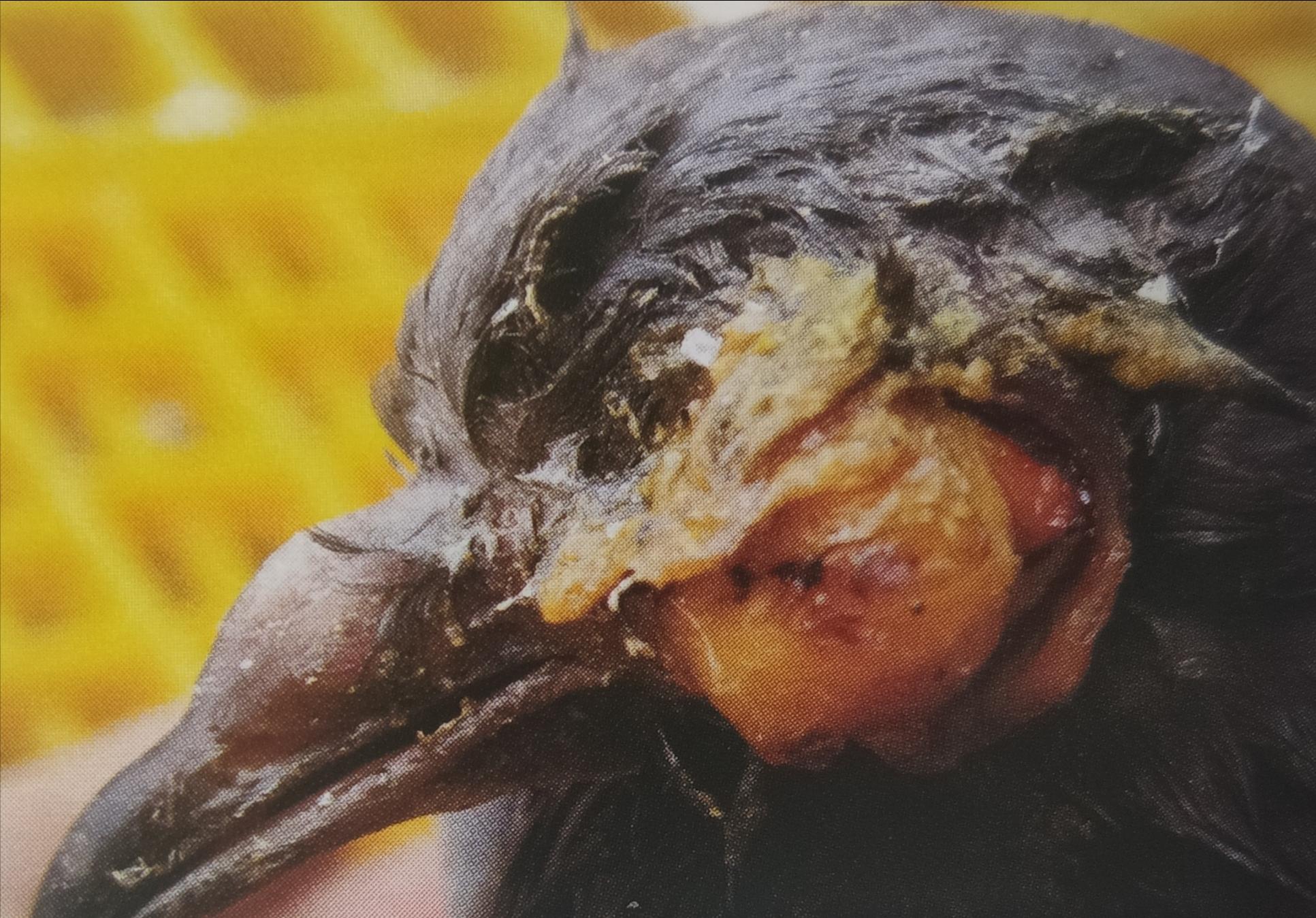 赛鸽紫胸怎么回事,赛鸽张嘴呼吸气喘怎么回事