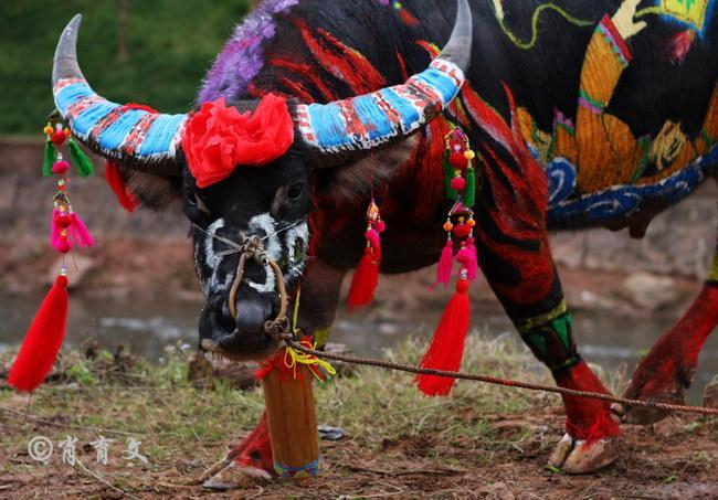 水牛身上画画,水牛身上画了牛郎织女画面
