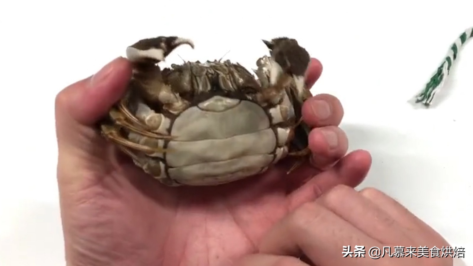 正确的螃蟹绑法,绑螃蟹技巧教学