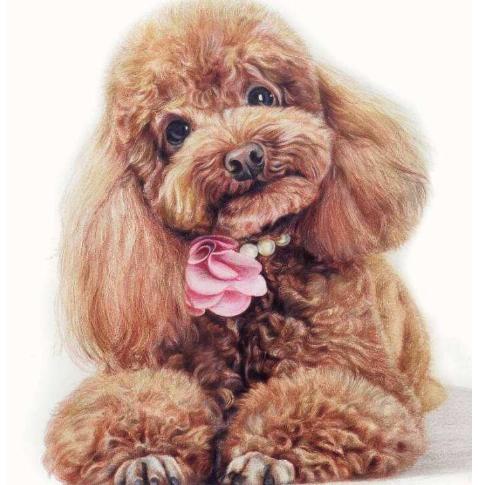 贵宾犬详解及日常养护,饲养贵宾犬的优点与缺点