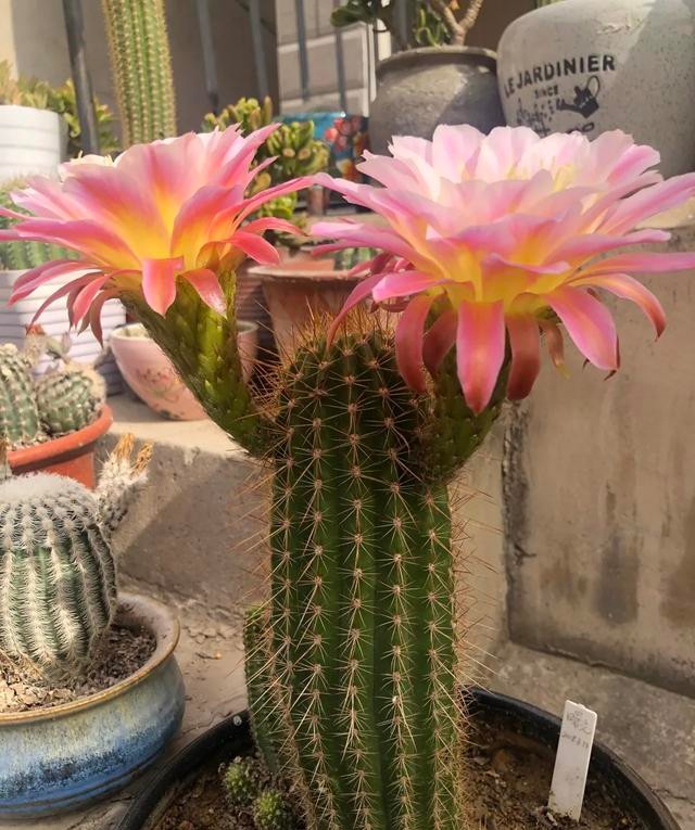 为什么我的仙人球总是烂,仙人球花径不直立怎么办