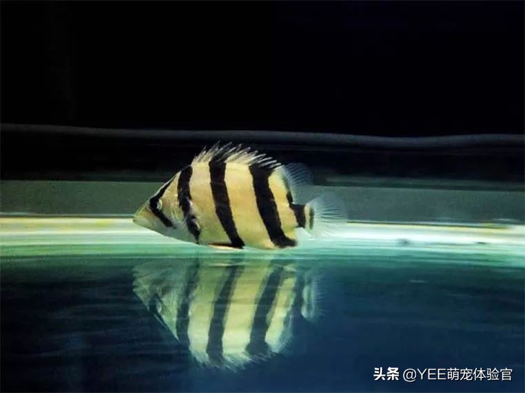 泰虎鱼为什么难养,养虎鱼七大忌讳