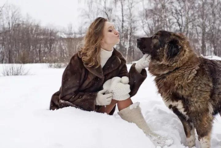 杀伤力最高的十大猛犬,战斗力最强的几种猛犬