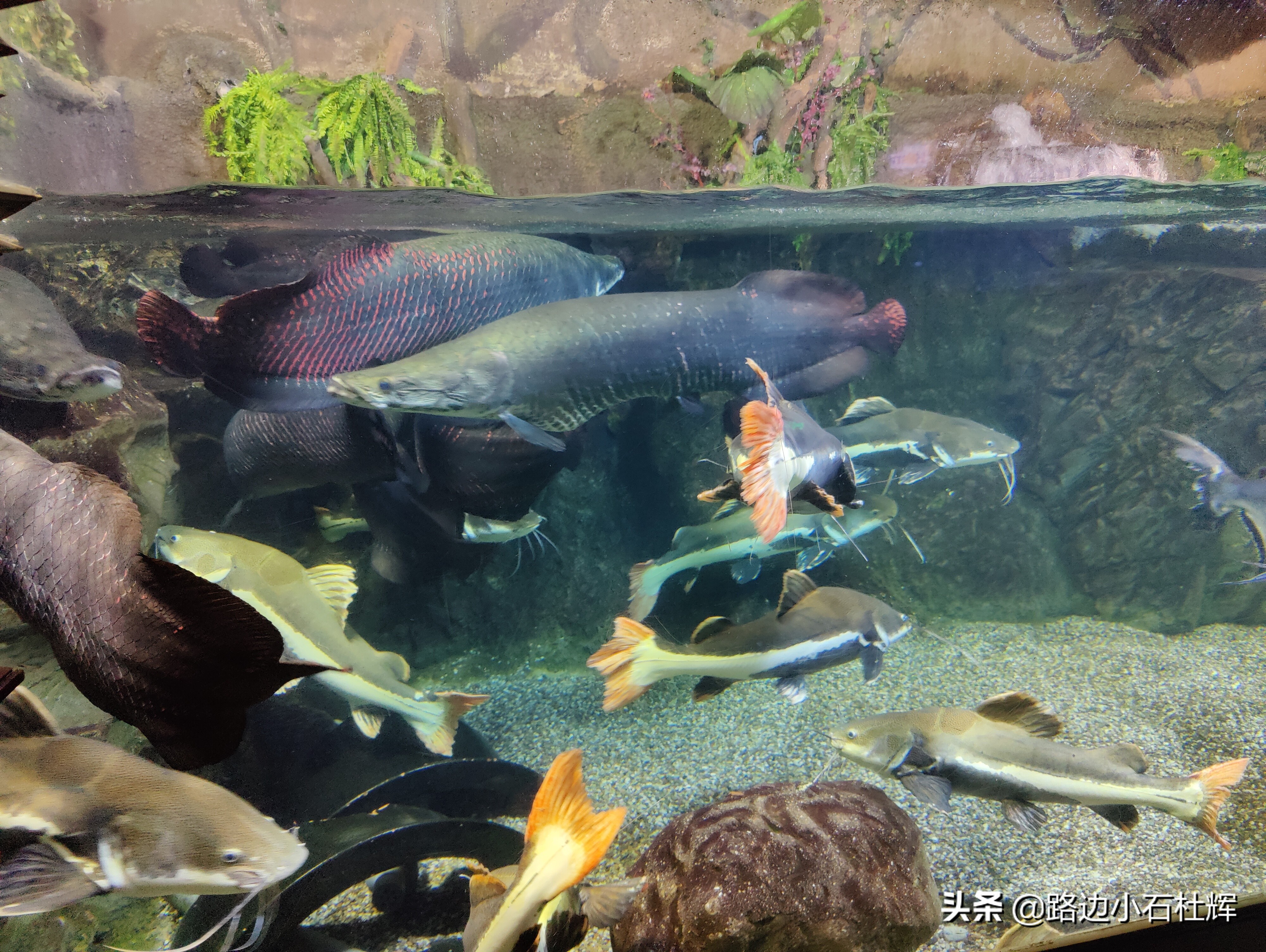 北京海洋馆海底世界和动物园攻略,游北京动物园海洋馆