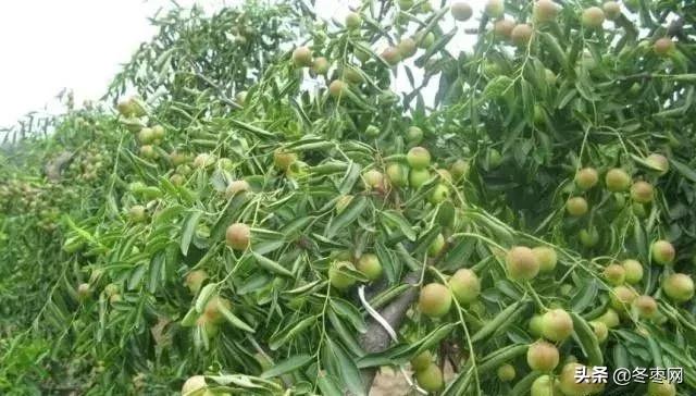 冬枣苗种植一个月了不发芽怎么办,冬枣树疯长不结果怎么办