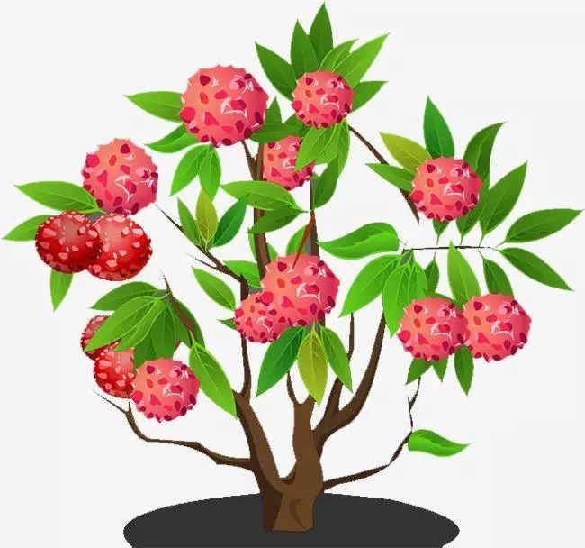 荔枝来了,荔枝来了视频完整版