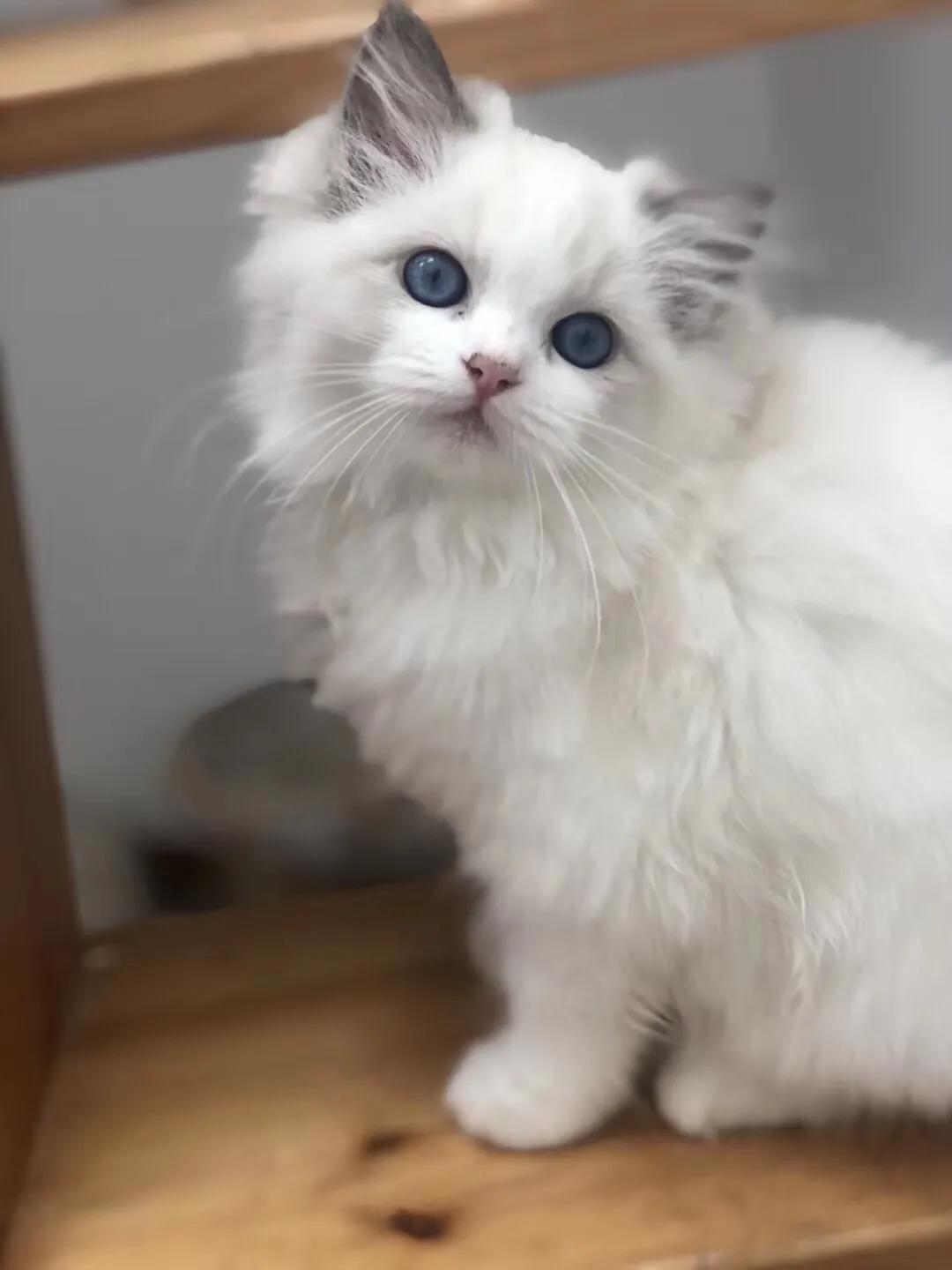 如果价格一样你会选择哪个,如果价格能决定一切