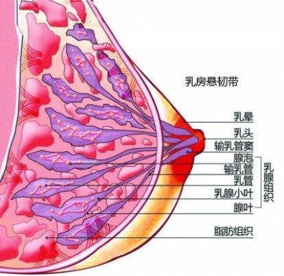 乳房太大?需要做巨乳缩小手术吗?