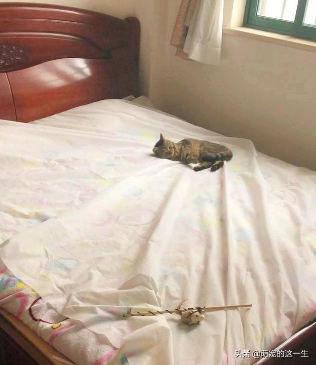 宠物猫意外坠楼,宠物医生救下坠楼猫咪