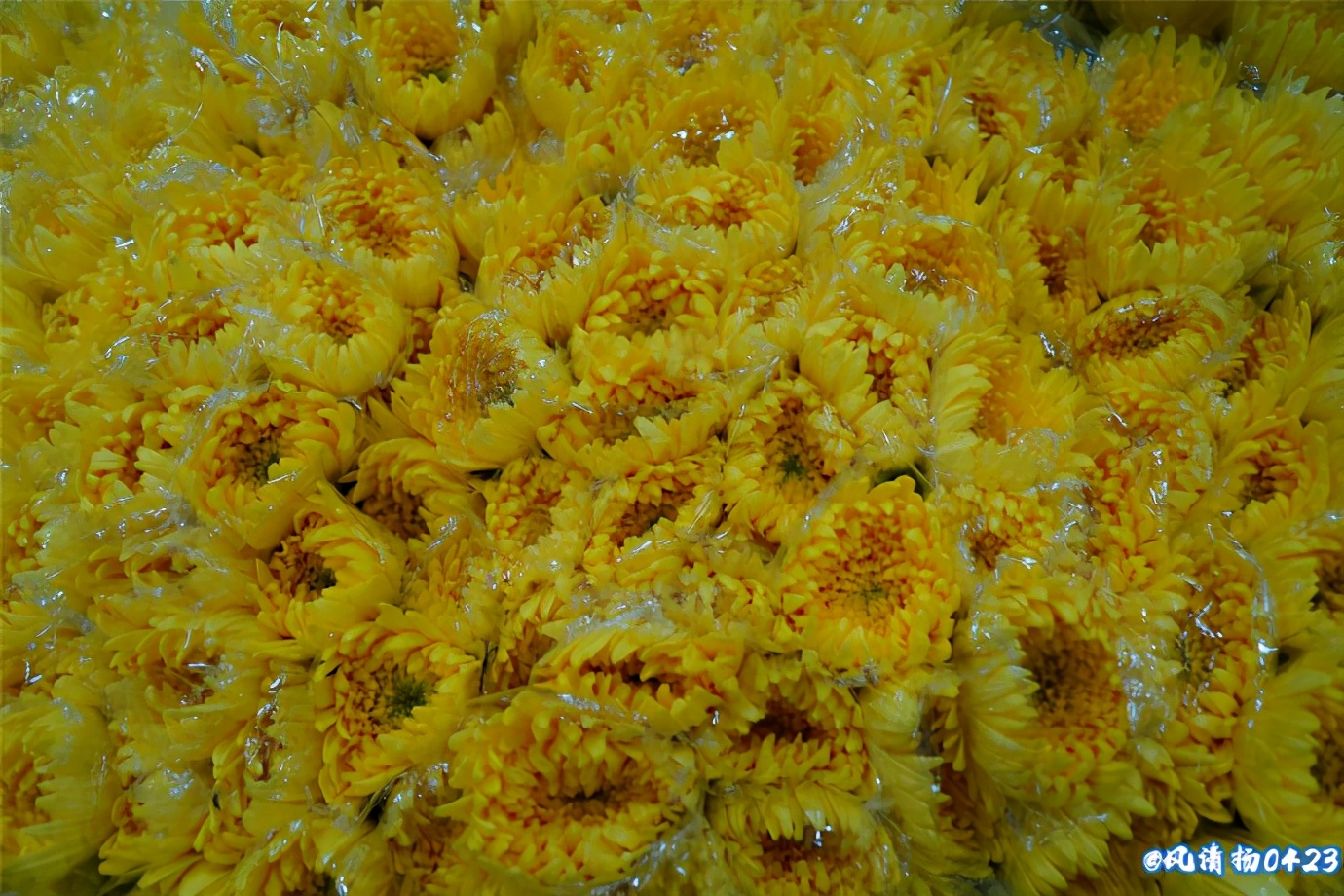 龙姓基因,龙基因斗鱼