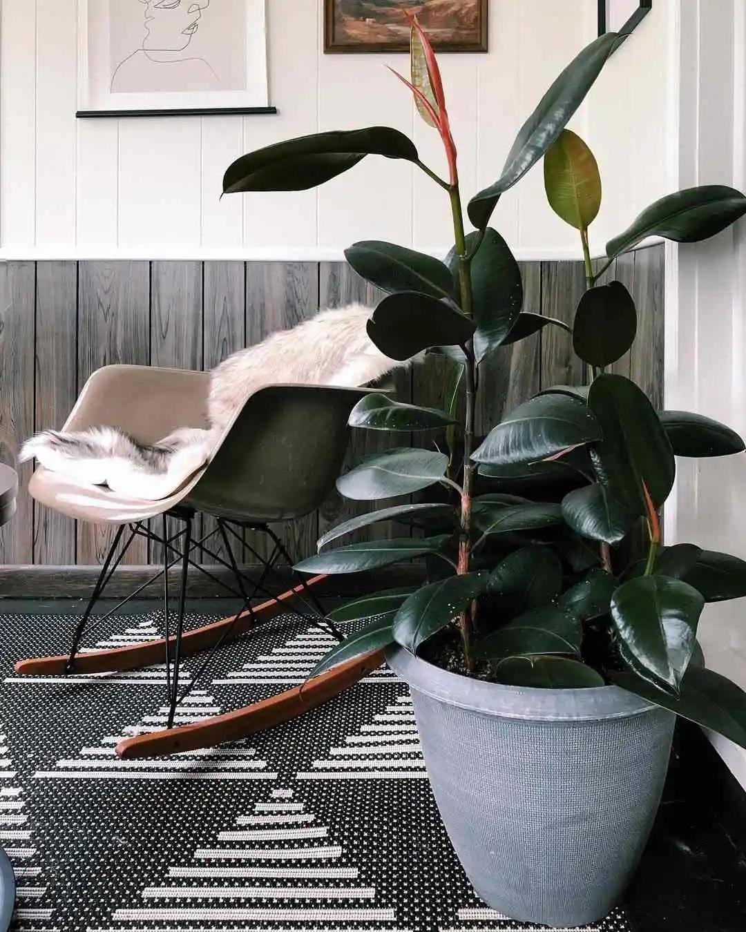 新房防甲醛买什么植物,新房甲醛克星植物