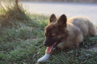 狗得了细小是什么症状怎么治,什么是细小有什么症状