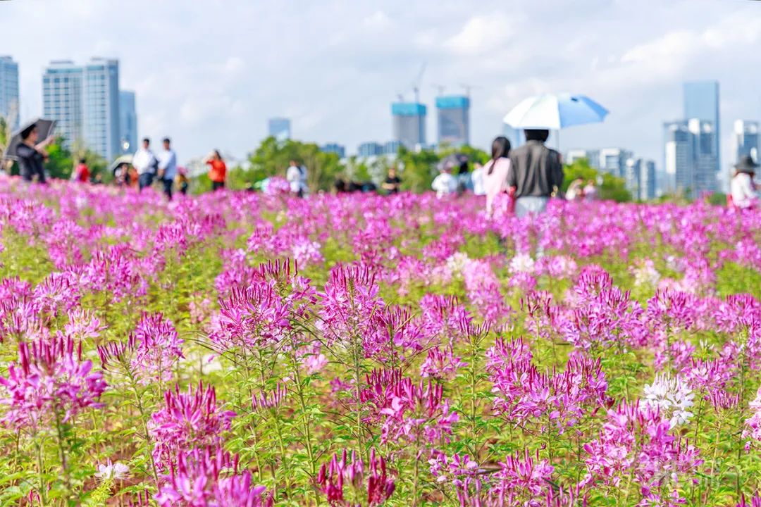 生活在深圳的真实感悟,在深圳的生活真的很不容易