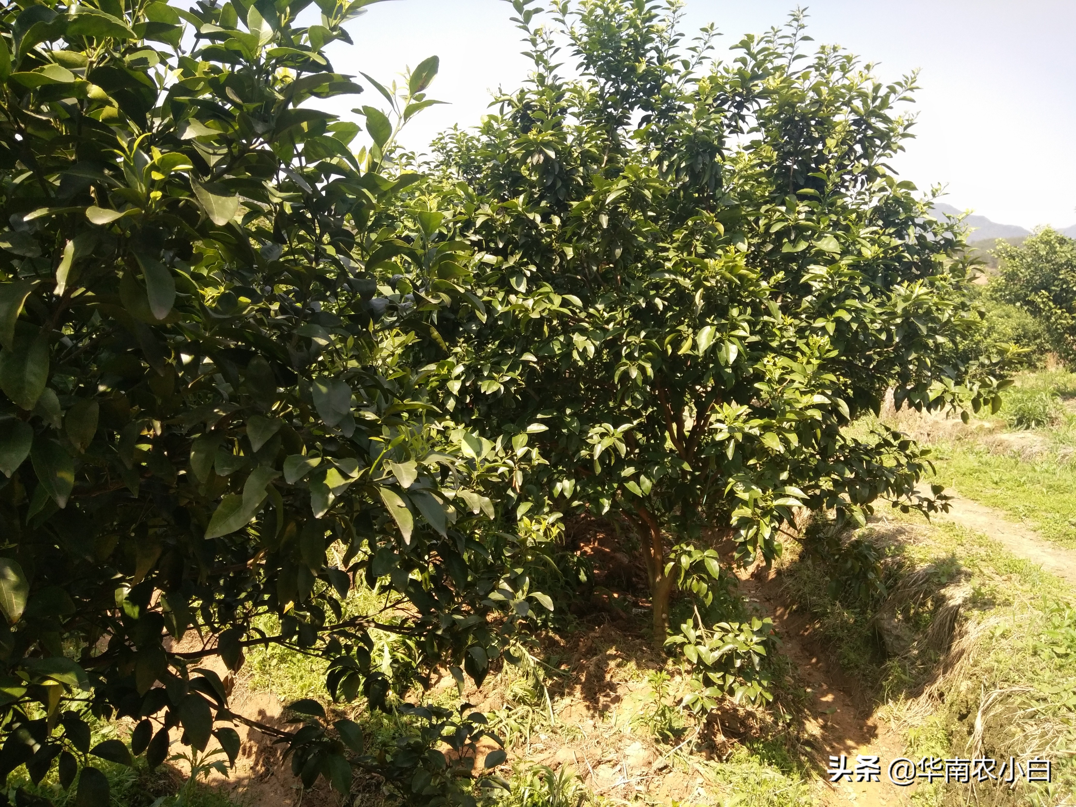 农村修剪的树枝再利用,果树变废为宝的方法