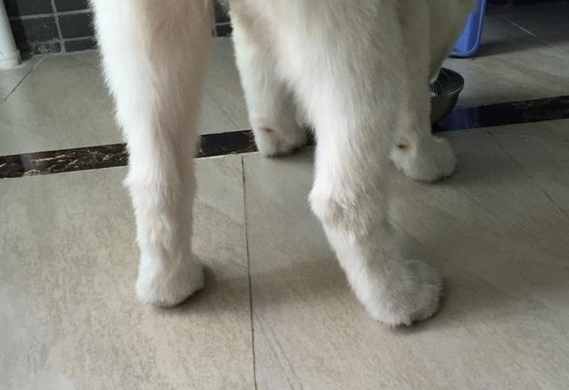 狗狗指甲不齐,狗狗的指甲会有疾病吗