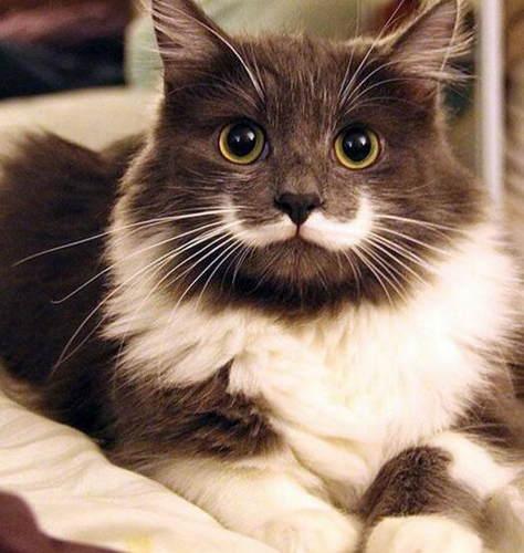 拽猫尾巴会死吗,猫为什么不能抓猫尾巴