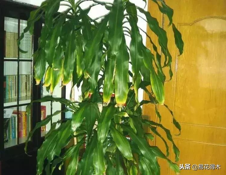 巴西木病虫害黄叶,盆栽巴西木四季水肥养护管理