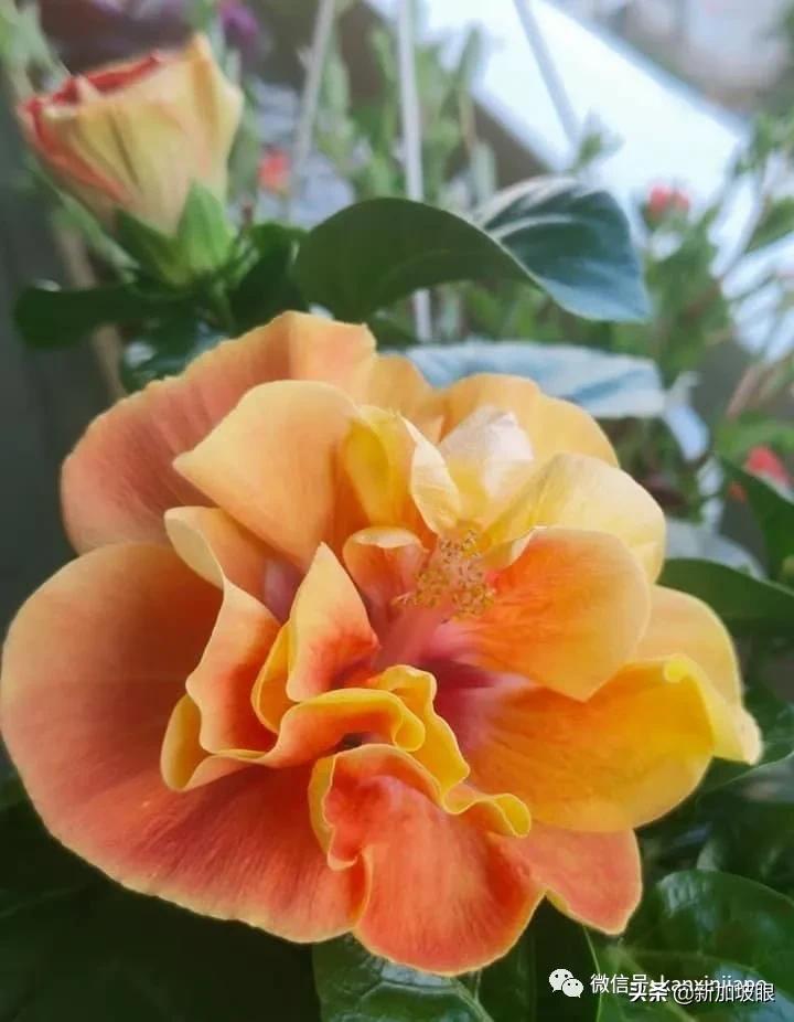 大红花和扶桑木槿有什么区别,木槿花和扶桑花哪个品种好