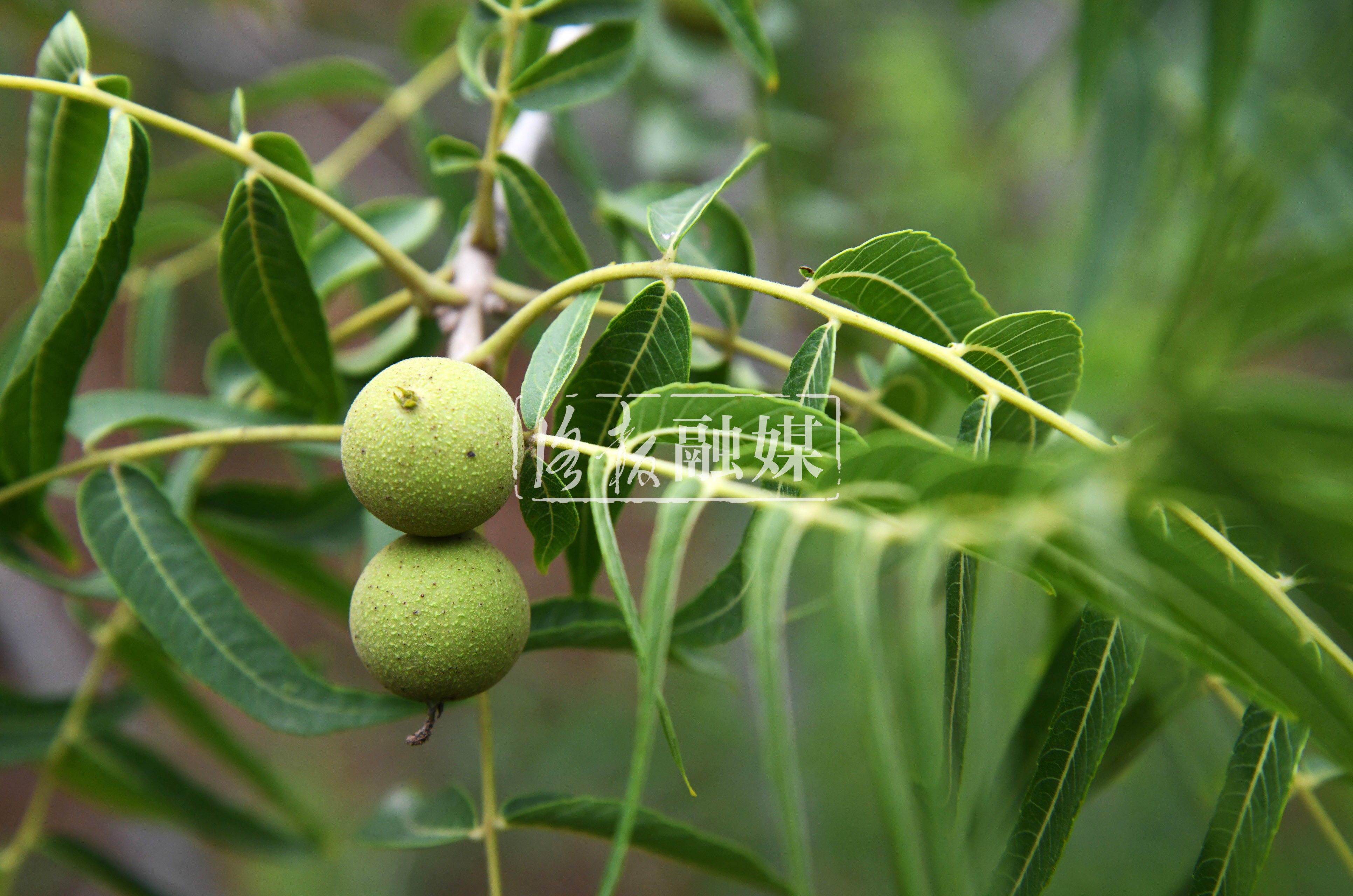 荒山种植核桃前景好,小核桃长成富民大产业
