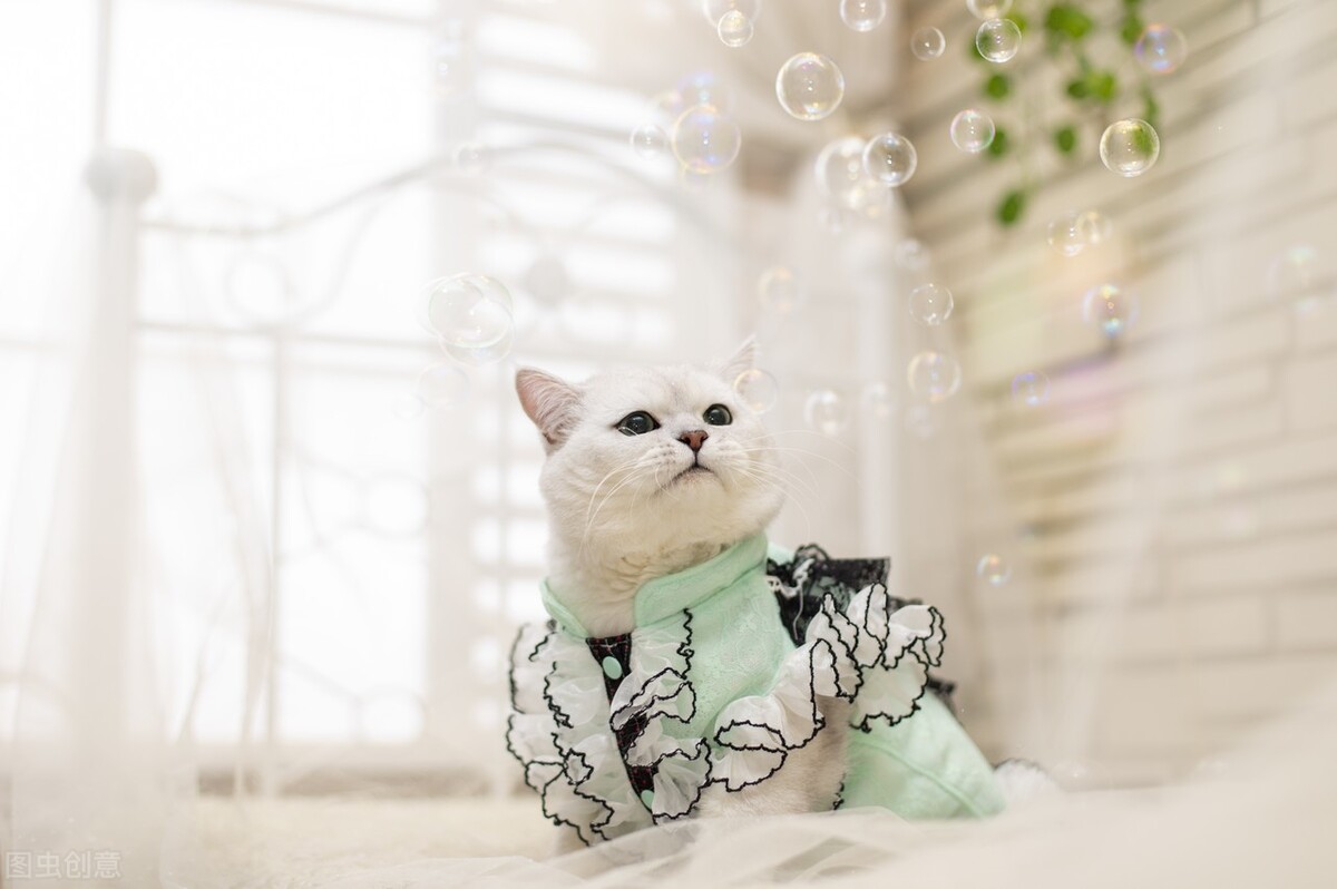 猫咪伤口化脓在家怎么处理,猫咪打架伤口化脓鼓包臭