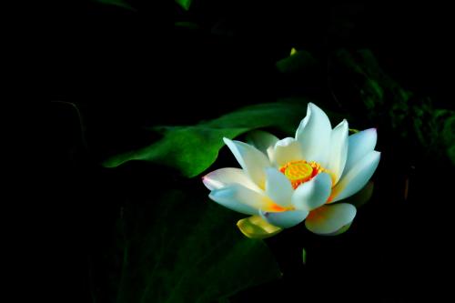 花中君子梅兰竹菊品质是什么,花中君子梅兰竹菊都是哪些花